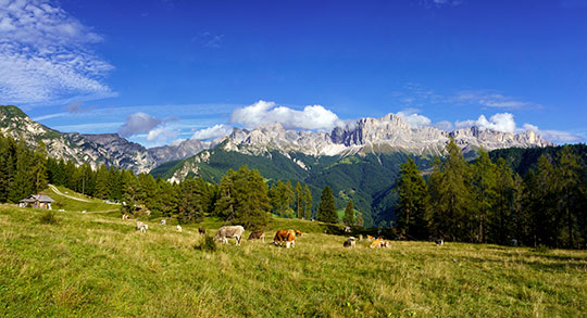 Webcam Tiers a the Rosengarten